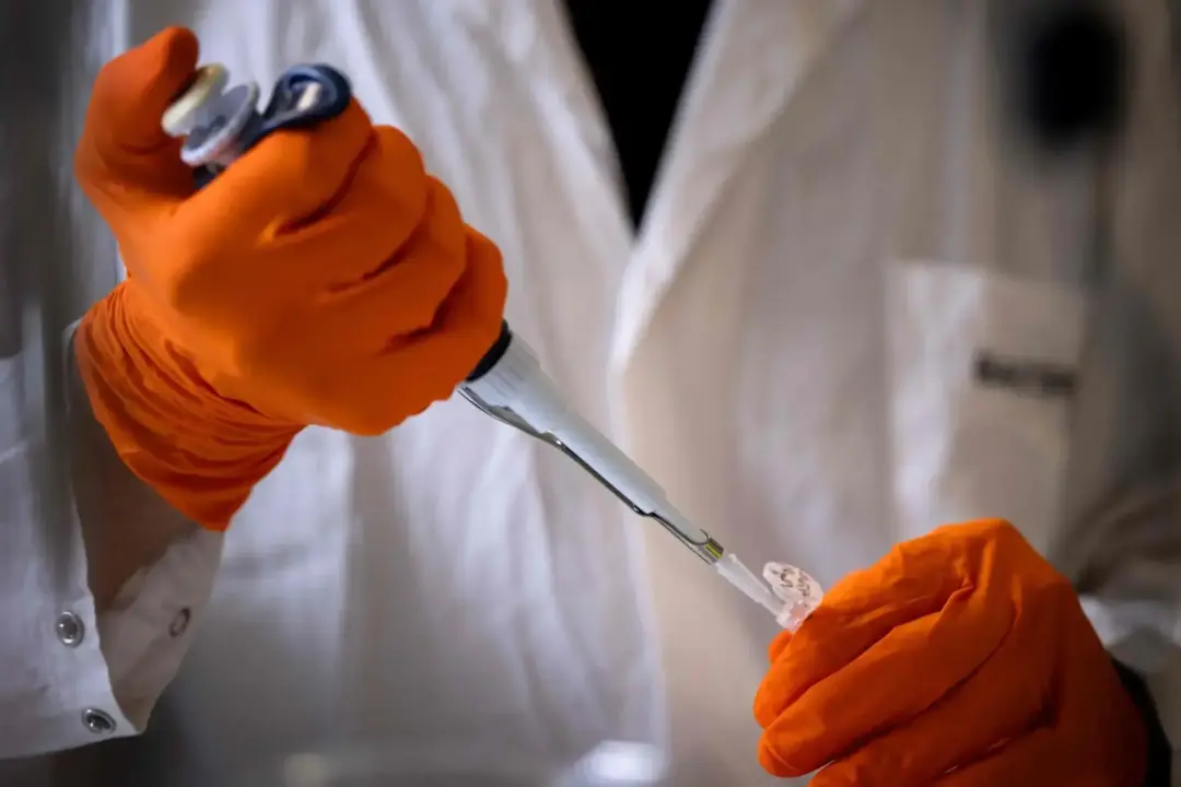 Investigadores descobrem que gordura favorece progressão do cancro do estômago
